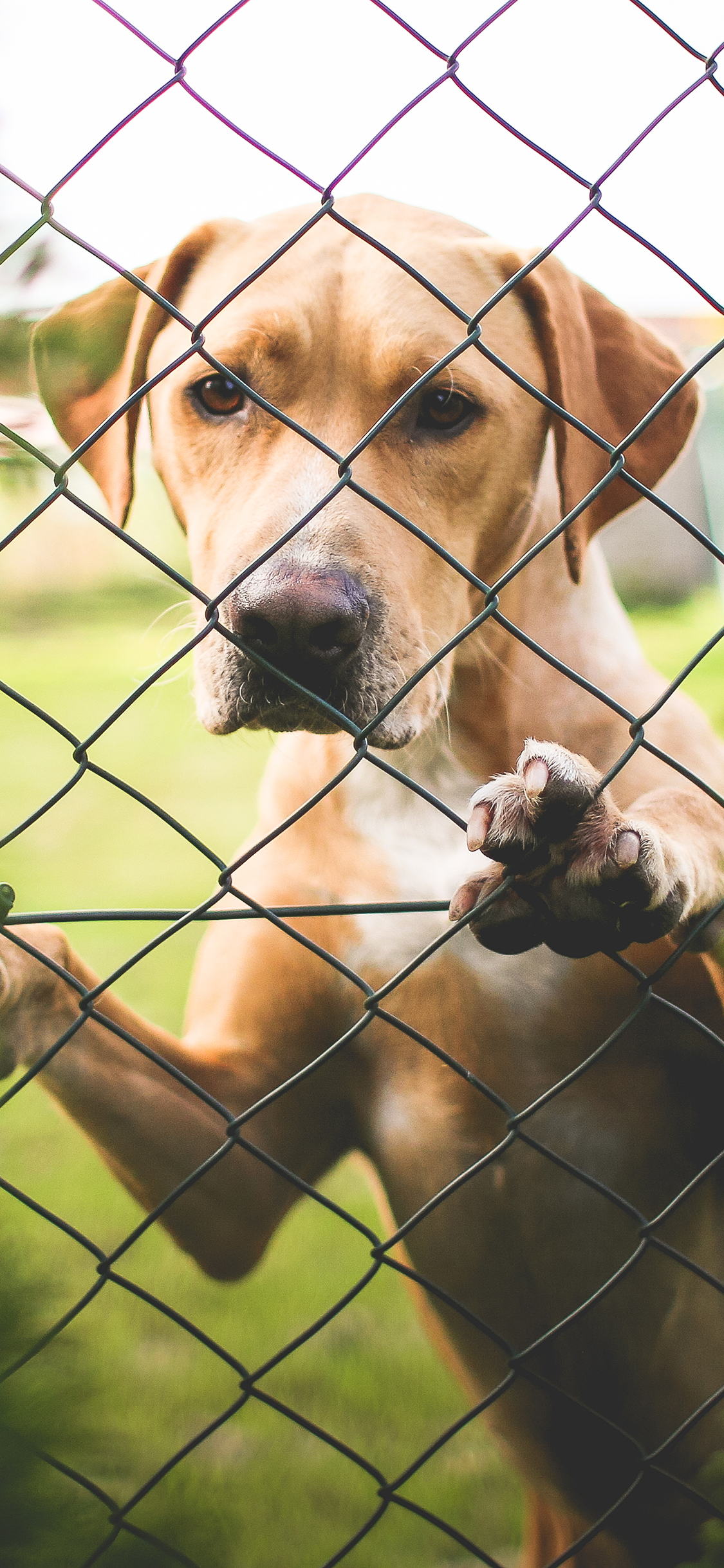 [2436×1125]狗 汪星人  宠物 铁丝网 苹果手机壁纸图片