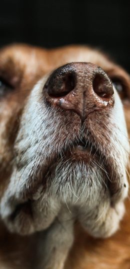 [2436x1125]狗 汪星人  萌宠 特写 苹果手机壁纸图片