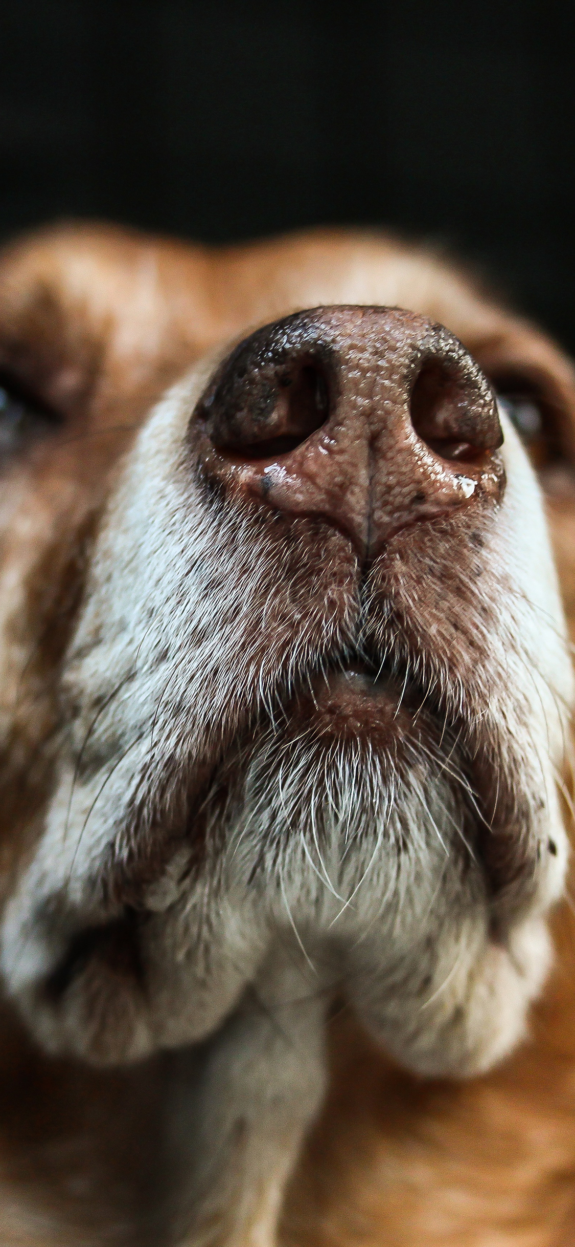 [2436×1125]狗 汪星人  萌宠 特写 苹果手机壁纸图片