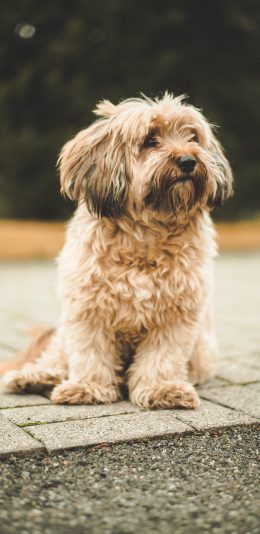 [2436x1125]狗 汪星人 哈巴狗 卷毛 苹果手机壁纸图片