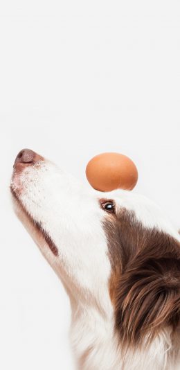 [2436x1125]狗 汪星人 宠物 犬 苹果手机壁纸图片