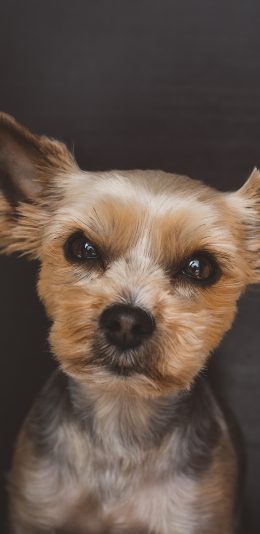 [2436x1125]狗 汪星人 宠物 犬 可爱 苹果手机壁纸图片