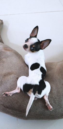 [2436x1125]狗 汪星人 宠物 犬 萌 趴 苹果手机壁纸图片