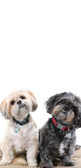 [2436x1125]狗 汪星人 宠物 萌 犬 苹果手机壁纸图片