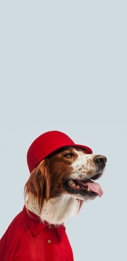 [2436x1125]狗 汪星人 宠物 衣服 可爱 苹果手机壁纸图片