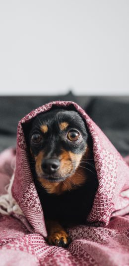[2436x1125]狗 汪星人 毛毯 宠物 犬 苹果手机壁纸图片