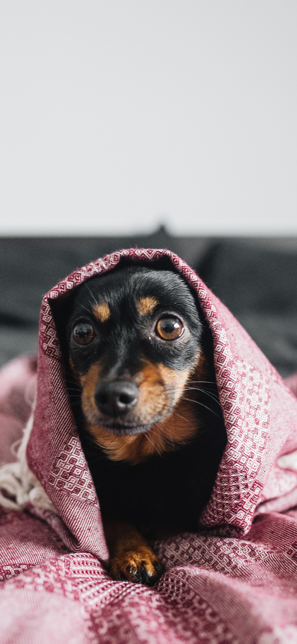 [2436×1125]狗 汪星人 毛毯 宠物 犬 苹果手机壁纸图片