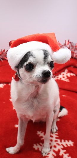 [2436x1125]狗 汪星人 犬 宠物 圣诞帽 苹果手机壁纸图片