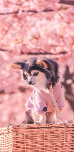 [2436x1125]狗 汪星人 犬 宠物 粉色 竹筐 苹果手机壁纸图片