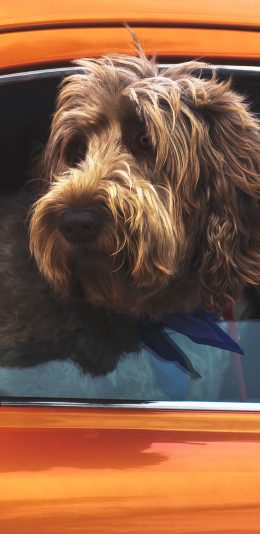 [2436x1125]狗 汪星人 犬 宠物 车子 苹果手机壁纸图片