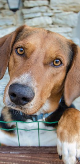 [2436x1125]狗 汪星人 萌 可爱 宠物 犬 苹果手机壁纸图片