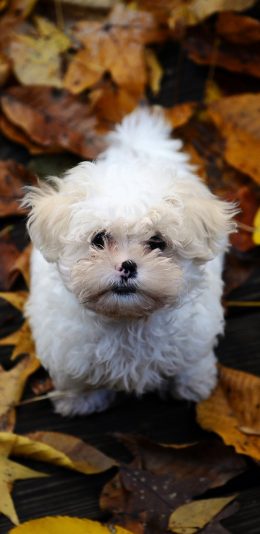 [2436x1125]狗 汪星人 萌 可爱 小狗 棕色 苹果手机壁纸图片