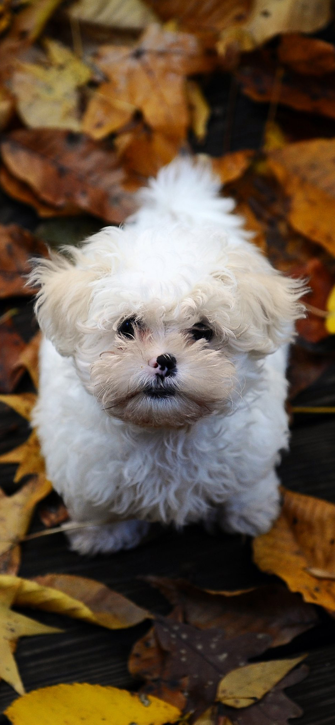 [2436×1125]狗 汪星人 萌 可爱 小狗 棕色 苹果手机壁纸图片