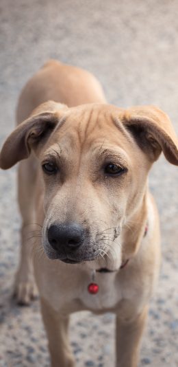[2436x1125]狗 汪星人 萌宠 可爱 犬 苹果手机壁纸图片