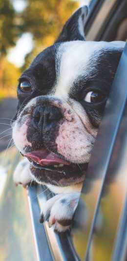 [2436x1125]狗 汽车 郊外 汪星人 可爱 萌 宠物 苹果手机壁纸图片