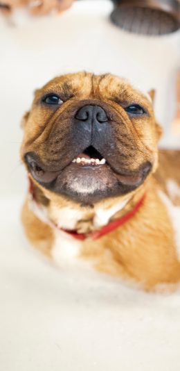 [2436x1125]狗 沐浴 宠物 斗牛 苹果手机壁纸图片