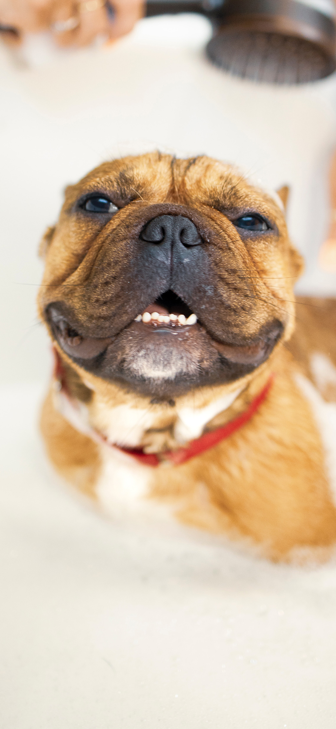 [2436×1125]狗 沐浴 宠物 斗牛 苹果手机壁纸图片