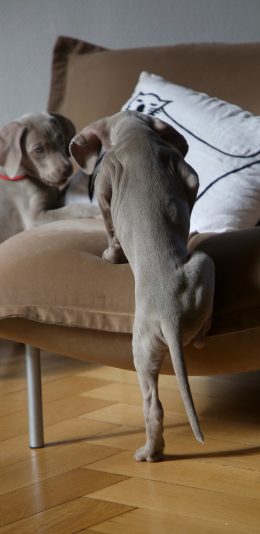 [2436x1125]狗 沙发 宠物 背影 苹果手机壁纸图片