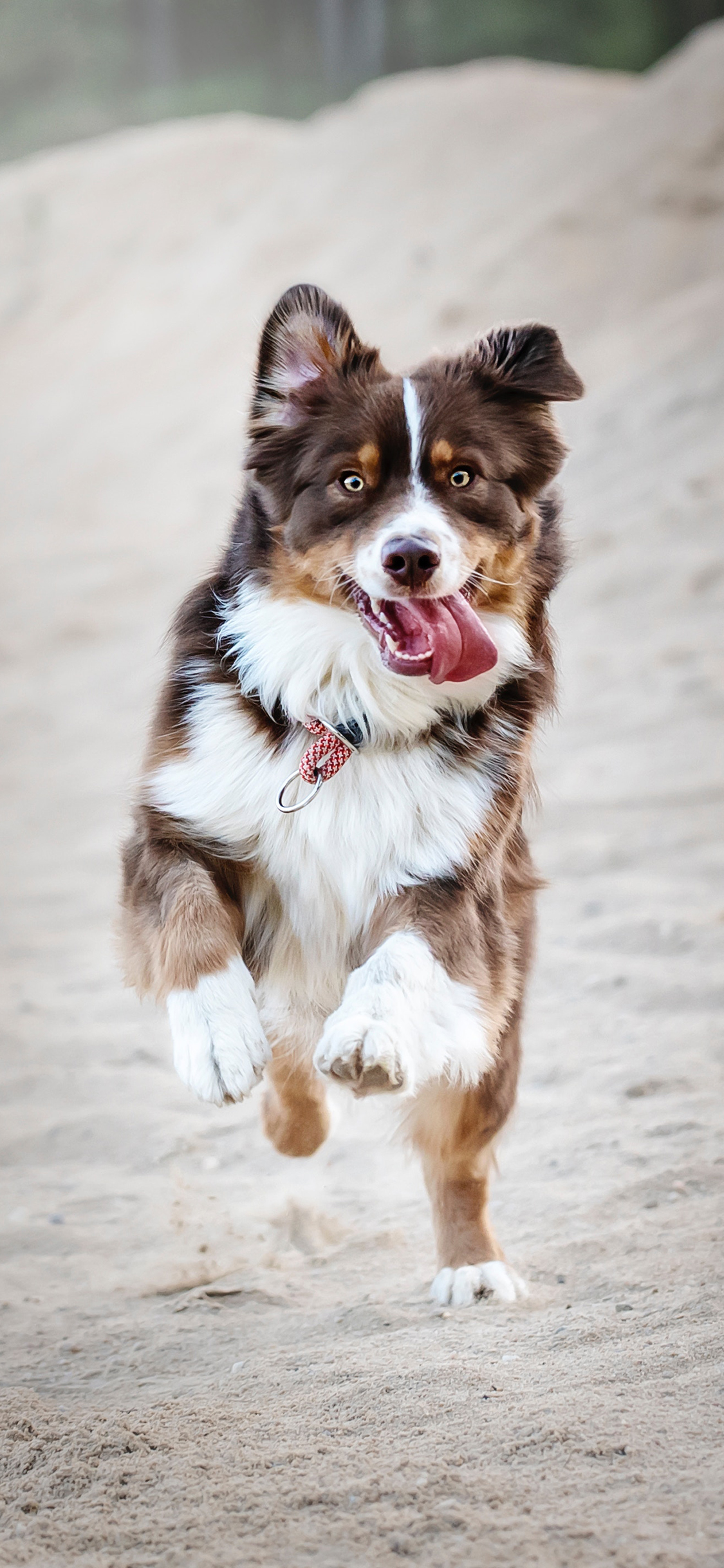 [2436×1125]狗 沙地 奔跑 宠物狗 苹果手机壁纸图片