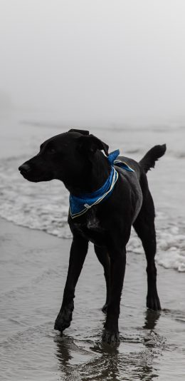 [2436x1125]狗 海边 海水 犬 汪星人 宠物 苹果手机壁纸图片