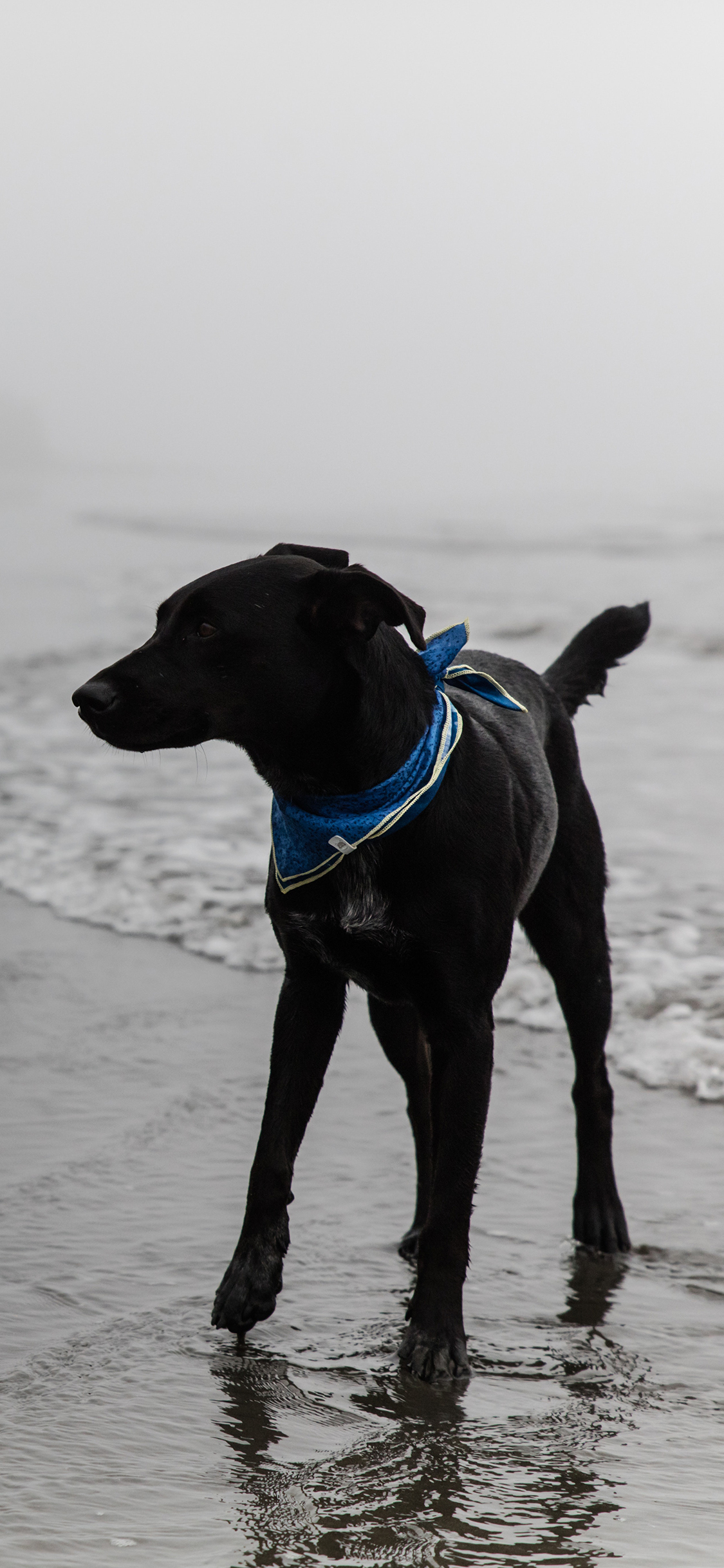 [2436×1125]狗 海边 海水 犬 汪星人 宠物 苹果手机壁纸图片