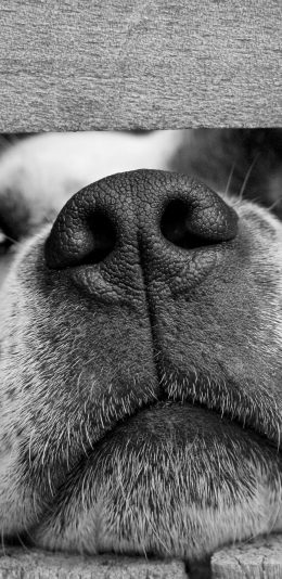 [2436x1125]狗 特写 黑白 犬 汪星人 宠物 苹果手机壁纸图片