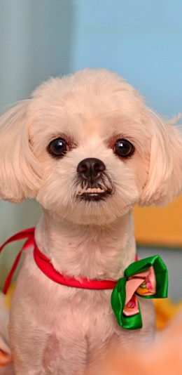 [2436x1125]狗 犬 可爱 汪星人 宠物 苹果手机壁纸图片