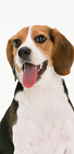 [2436x1125]狗 犬 宠物 吐舌 汪星人 苹果手机壁纸图片