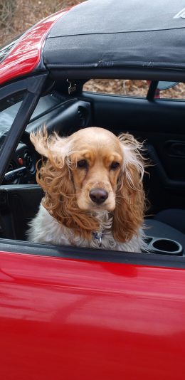 [2436x1125]狗 犬 汪星人 可爱 宠物 车子 苹果手机壁纸图片