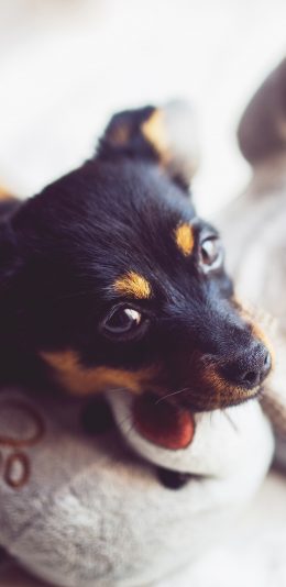 [2436x1125]狗 犬 汪星人 可爱 萌 宠物 苹果手机壁纸图片