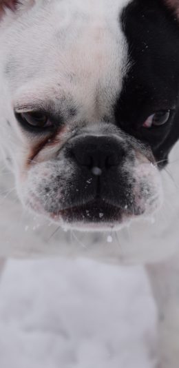 [2436x1125]狗 犬 汪星人 可爱 萌 雪地 苹果手机壁纸图片