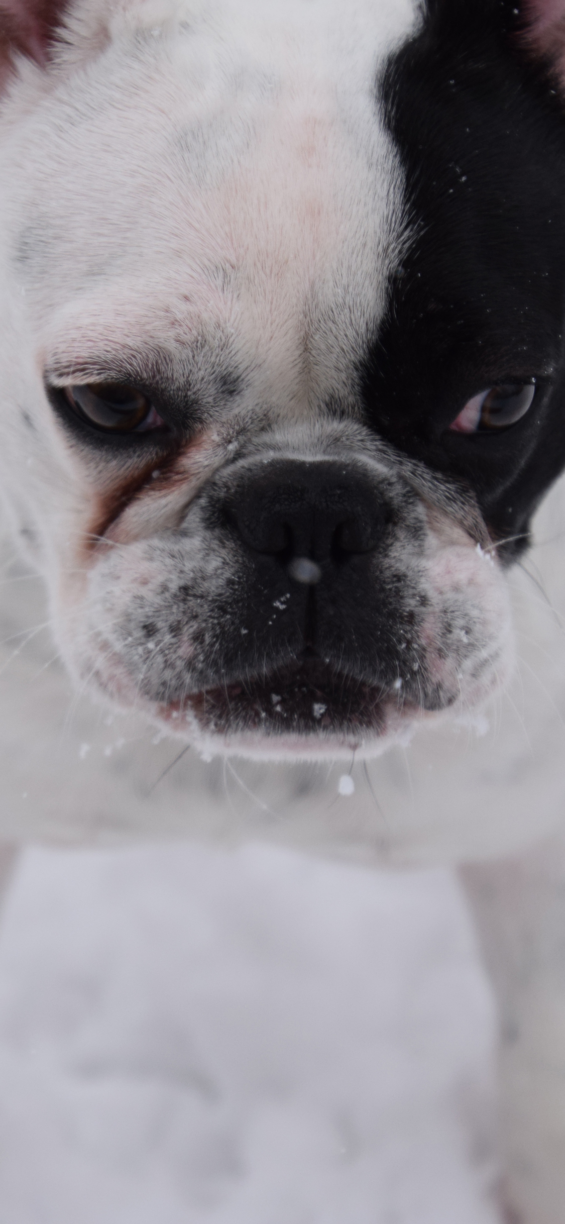 [2436×1125]狗 犬 汪星人 可爱 萌 雪地 苹果手机壁纸图片