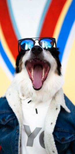 [2436x1125]狗 犬 汪星人 墨镜 时尚 牛仔 宠物 苹果手机壁纸图片