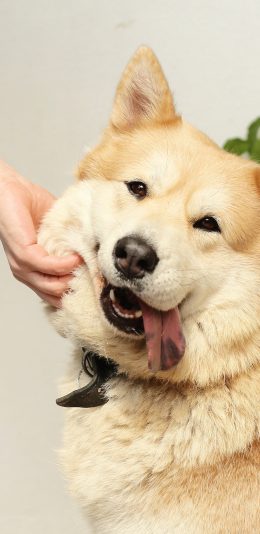 [2436x1125]狗 犬 汪星人 宠物 可爱 捏脸 苹果手机壁纸图片