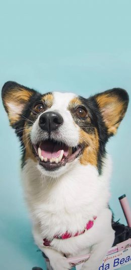 [2436x1125]狗 犬 汪星人 宠物 可爱 萌 苹果手机壁纸图片