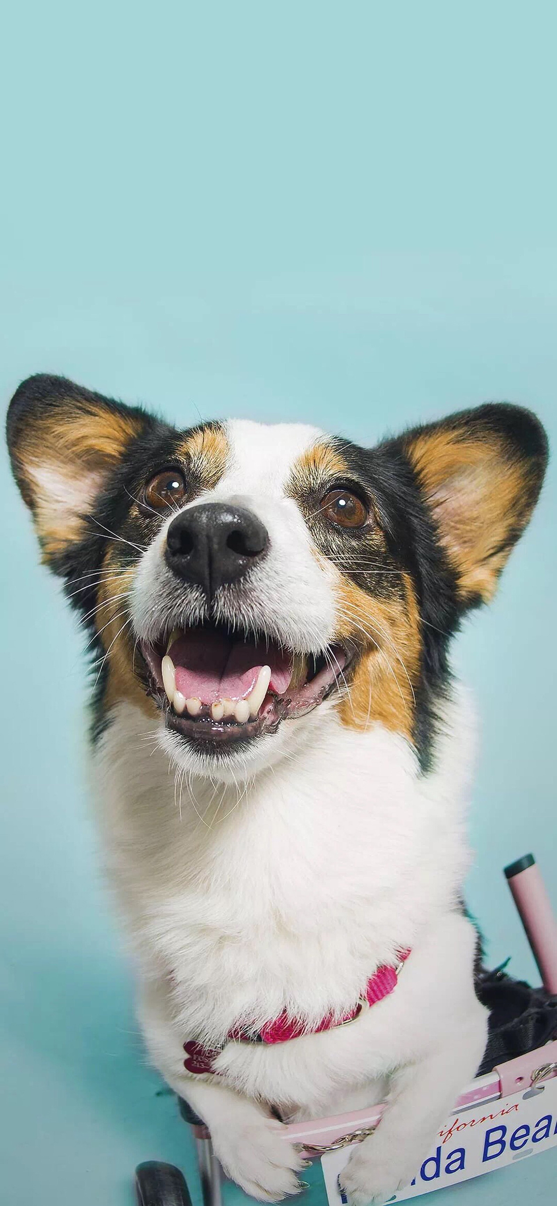 [2436×1125]狗 犬 汪星人 宠物 可爱 萌 苹果手机壁纸图片