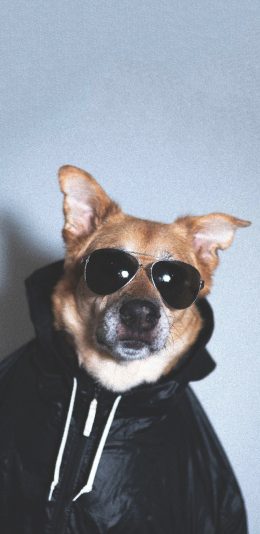 [2436x1125]狗 犬 汪星人 宠物 墨镜 可爱 苹果手机壁纸图片