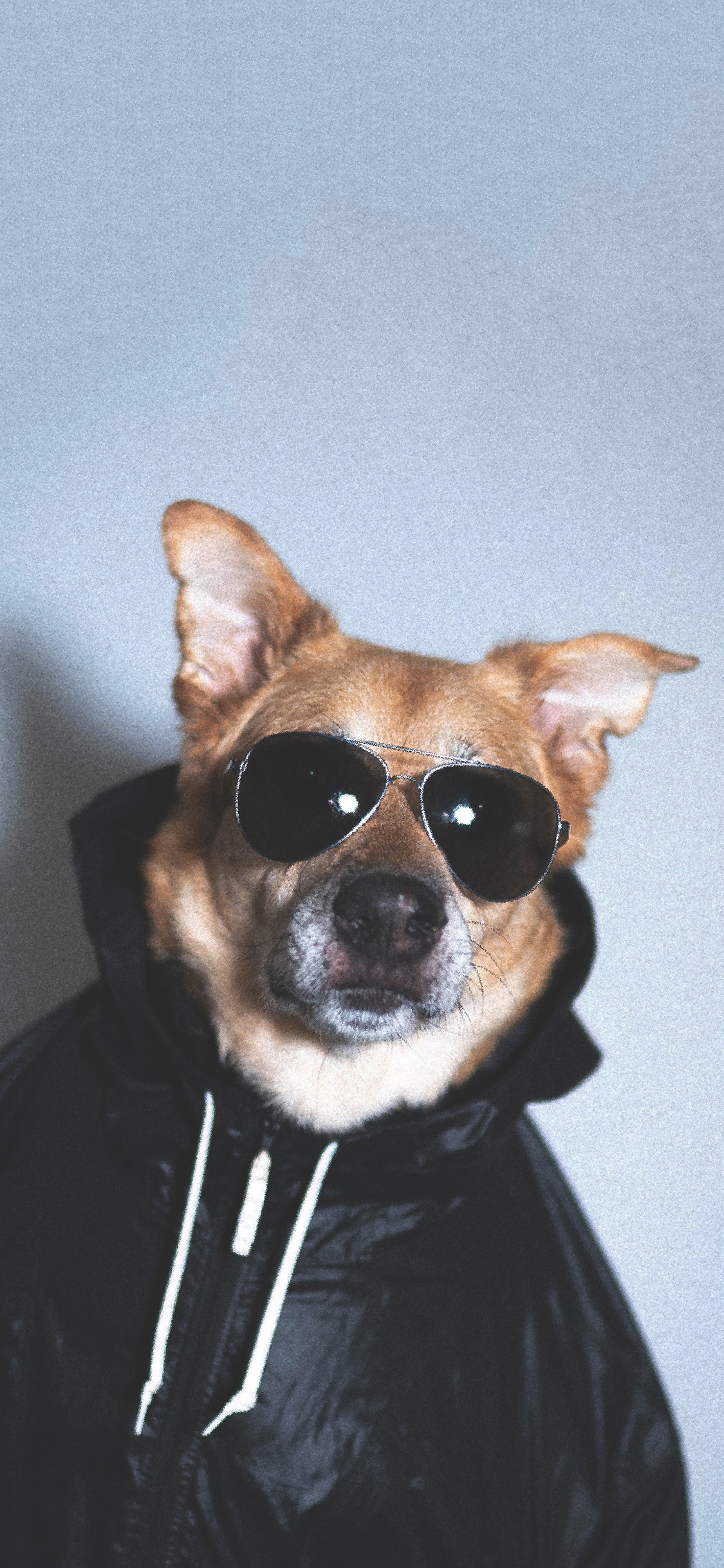 [2436×1125]狗 犬 汪星人 宠物 墨镜 可爱 苹果手机壁纸图片