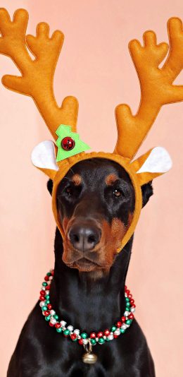 [2436x1125]狗 犬 汪星人 宠物 头箍 萌 苹果手机壁纸图片