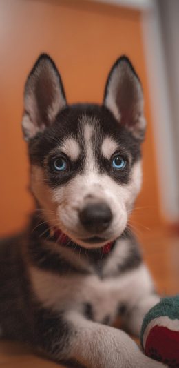 [2436x1125]狗 犬 汪星人 宠物 小奶狗 苹果手机壁纸图片