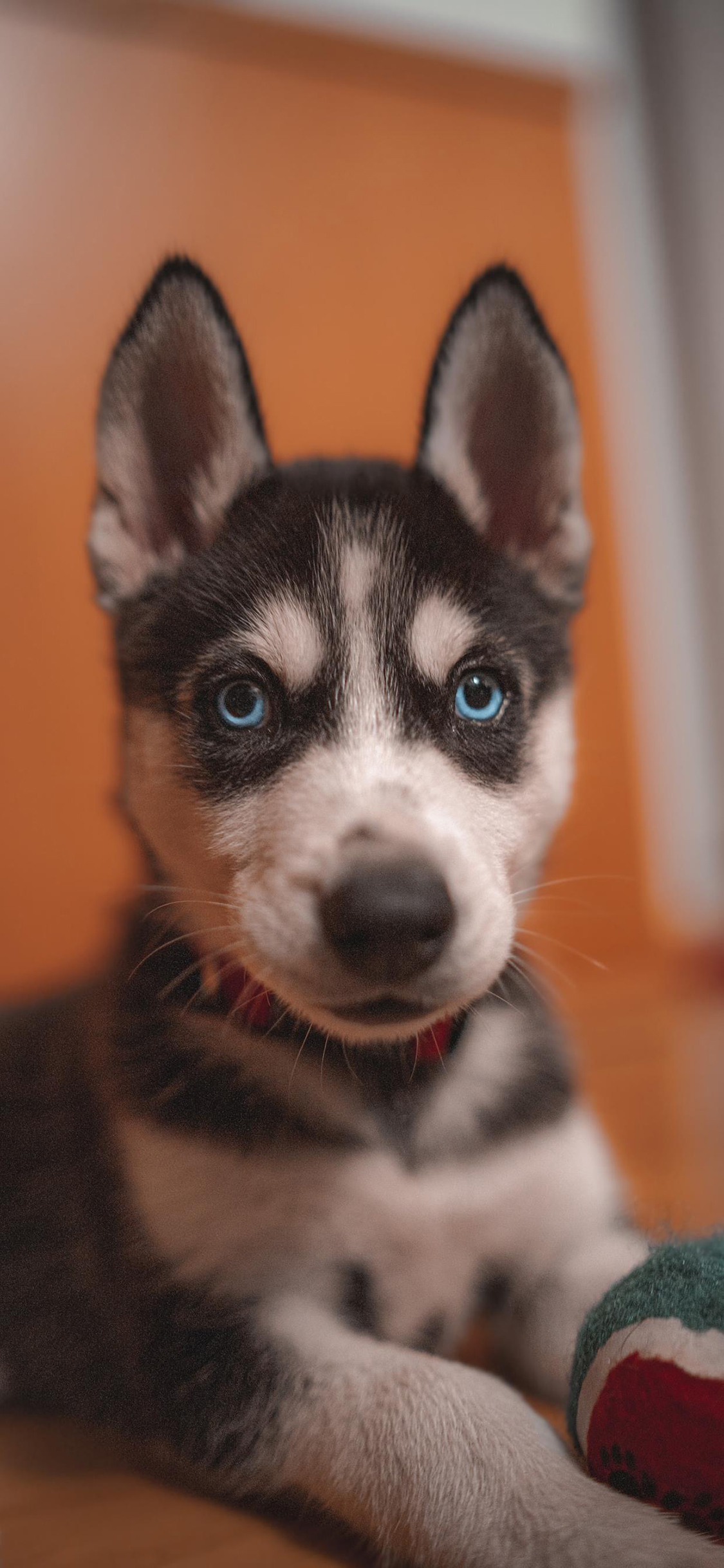 [2436×1125]狗 犬 汪星人 宠物 小奶狗 苹果手机壁纸图片