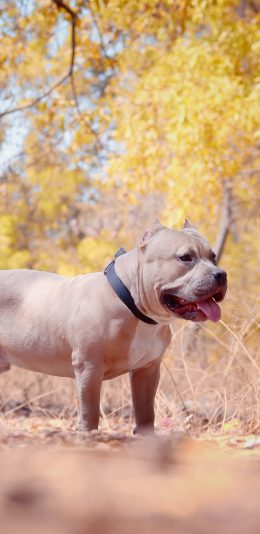 [2436x1125]狗 犬 汪星人 宠物 树林 苹果手机壁纸图片