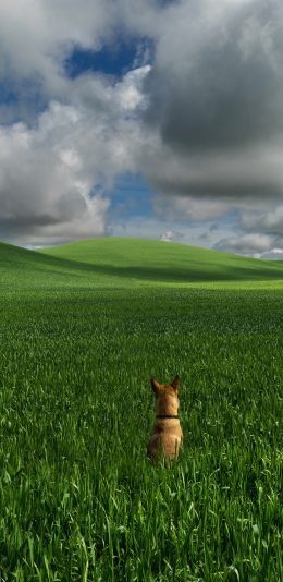 [2436x1125]狗 犬 汪星人 宠物 田野 绿色 苹果手机壁纸图片