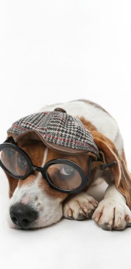 [2436x1125]狗 犬 汪星人 宠物 眼镜 苹果手机壁纸图片