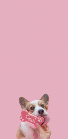 [2436x1125]狗 犬 汪星人 宠物 粉色 可爱 萌 苹果手机壁纸图片