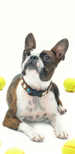 [2436x1125]狗 犬 汪星人 宠物 网球 苹果手机壁纸图片