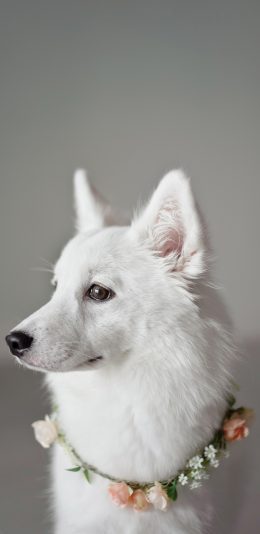 [2436x1125]狗 犬 汪星人 宠物 花环 苹果手机壁纸图片