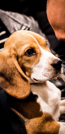 [2436x1125]狗 犬 汪星人 宠物 萌 苹果手机壁纸图片