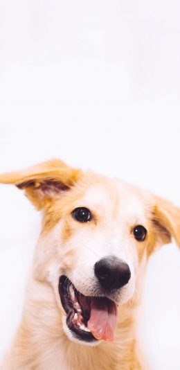 [2436x1125]狗 犬 汪星人 宠物 萌 吐舌 苹果手机壁纸图片