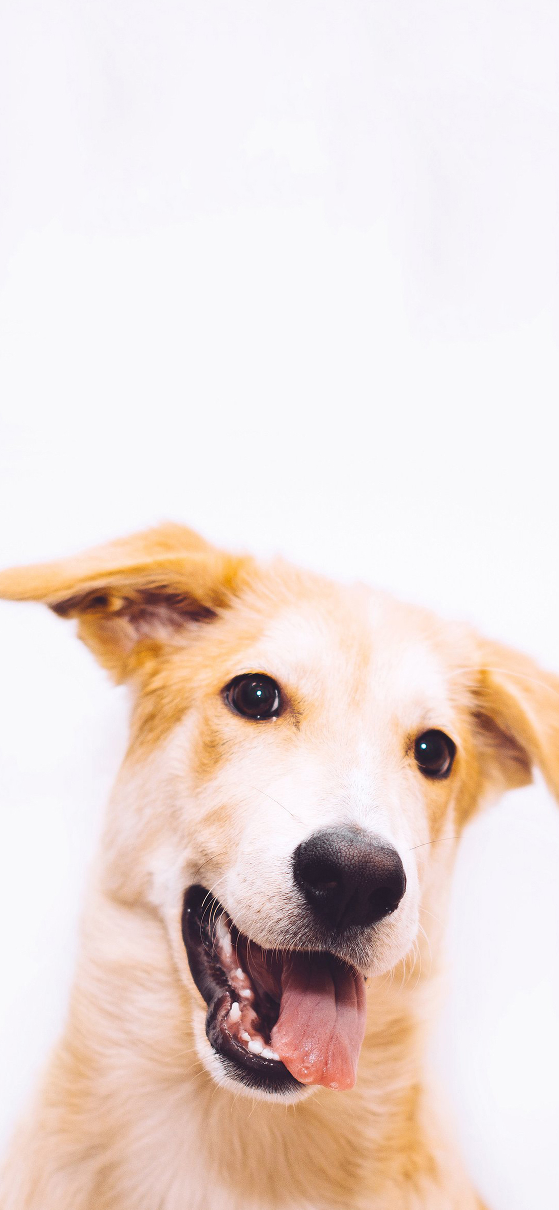 [2436×1125]狗 犬 汪星人 宠物 萌 吐舌 苹果手机壁纸图片